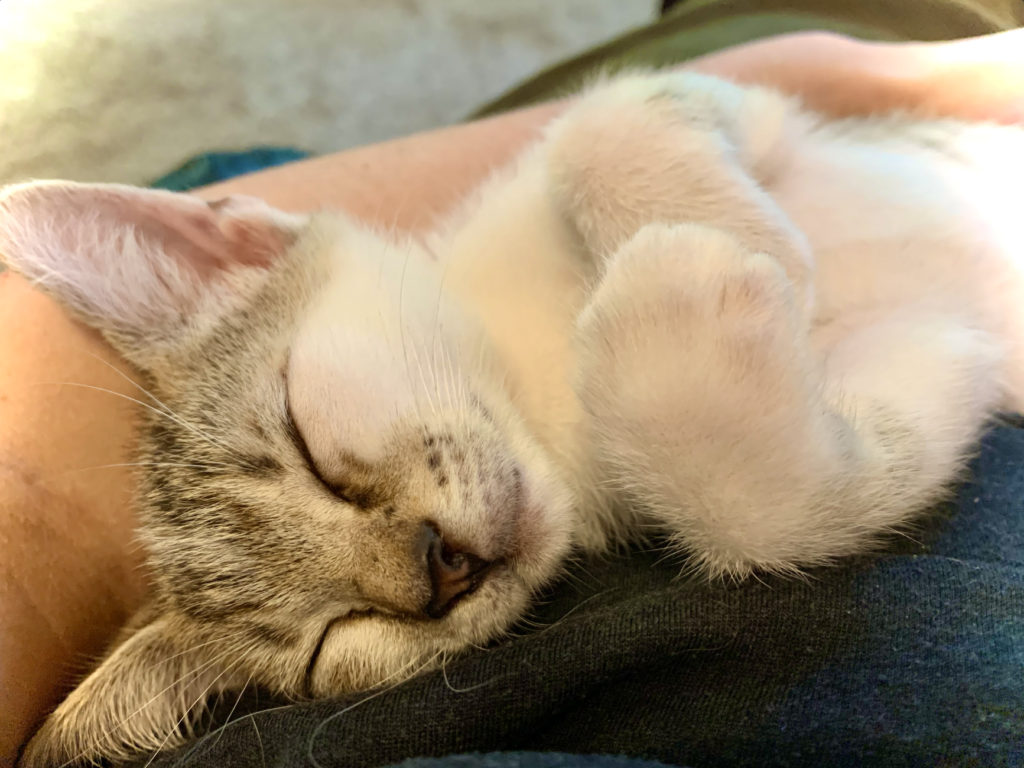Lula sound asleep with working